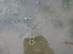 Potamogeton crispus