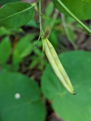 Amsonia tabernaemontana