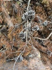 Pinaceae