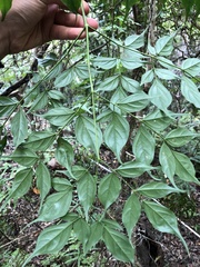 Radermachera sinica