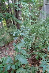 Nabalus trifoliolatus