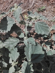 Chrozophora tinctoria