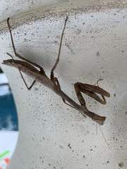 Stagmomantis