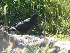 Pyrrhocorax graculus