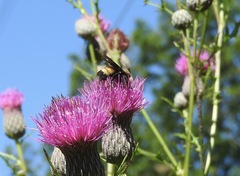 Bombus auricomus