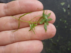 Callitriche