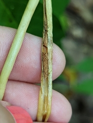 Amsonia tabernaemontana