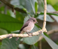 Muscicapa adusta