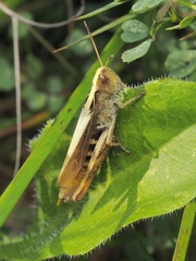 Gomphocerippus rufus