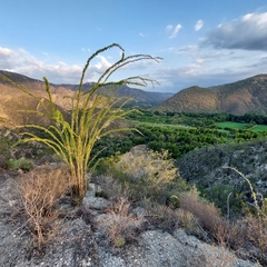 Fouquieria splendens