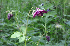 Aquilegia dumeticola
