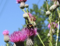 Bombus auricomus