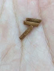 Amsonia tabernaemontana