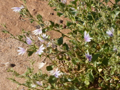 Scaevola parvibarbata