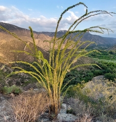 Fouquieria splendens