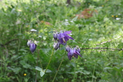 Aquilegia dumeticola