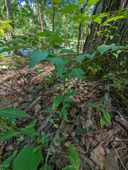 Amsonia tabernaemontana