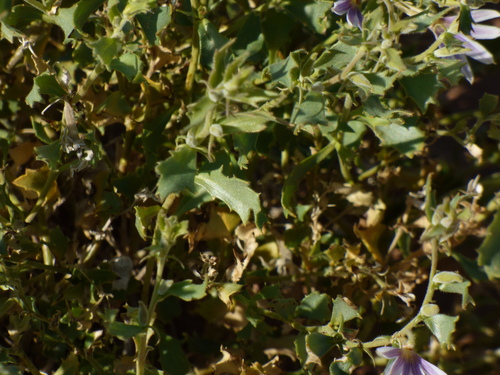Image of Small-Beard Fanflower (Scaevola parvibarbata) by no rights reserved
