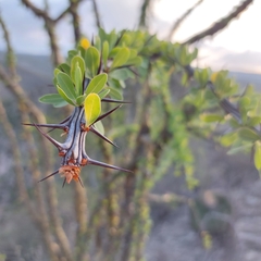 Fouquieria splendens
