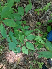 Amsonia tabernaemontana