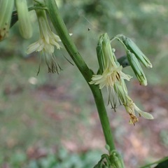 Nabalus trifoliolatus
