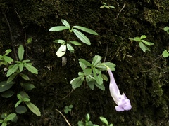 Lysionotus pauciflorus