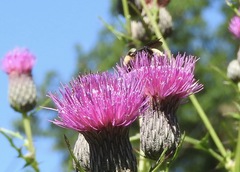 Bombus auricomus
