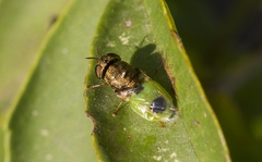 Oplodontha viridula