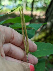 Amsonia tabernaemontana