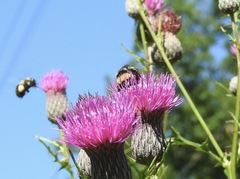 Bombus auricomus