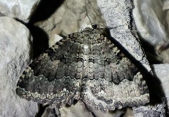 Triphosa dubitata
