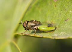 Oplodontha viridula