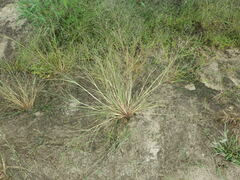 Eragrostis albensis