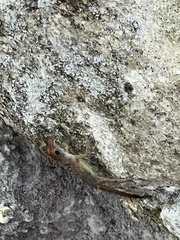 Anolis lineatopus