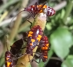 Oncopeltus famelicus