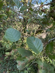 Alnus glutinosa