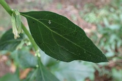 Nabalus trifoliolatus