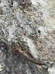 Anolis lineatopus