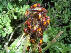 Oncopeltus famelicus