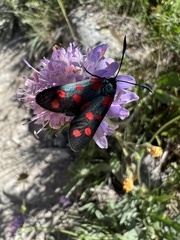 Zygaena