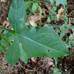 Nabalus trifoliolatus