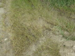 Eragrostis albensis