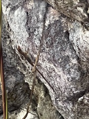 Anolis lineatopus