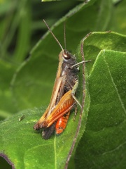 Omocestus rufipes