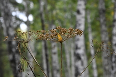 Heracleum dissectum