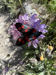 Zygaena
