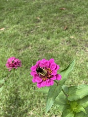 Bombus pensylvanicus
