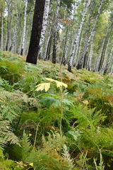 Heracleum dissectum
