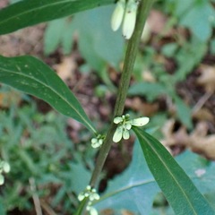 Nabalus trifoliolatus