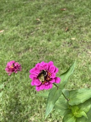 Bombus pensylvanicus